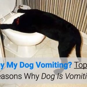 why my dog vomiting? top 10 reasons why dog is vomiting