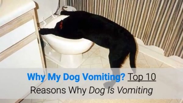 why my dog vomiting? top 10 reasons why dog is vomiting