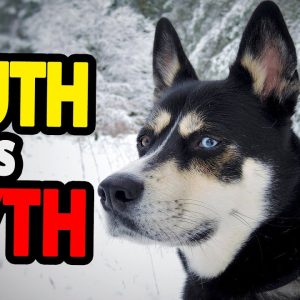 🐕 designer dog breed top 10 myths and truths about designer dog breeds!