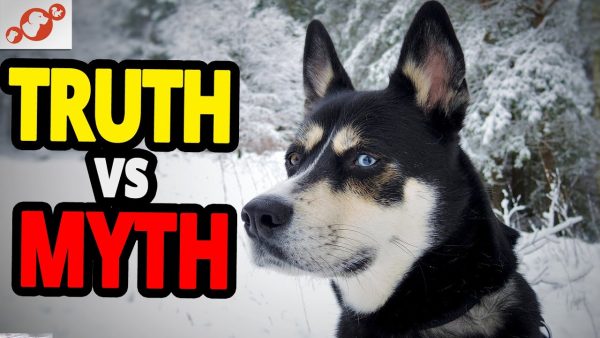 🐕 designer dog breed top 10 myths and truths about designer dog breeds!