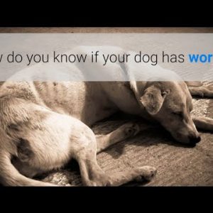 how do you know if your dog has worms? 5 symptoms