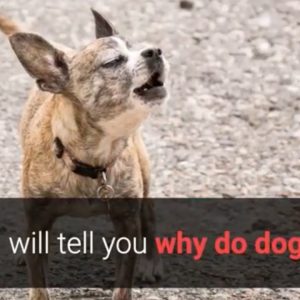 why do dogs bark at other dogs and people? 5 best reasons