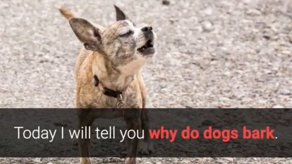 why do dogs bark at other dogs and people? 5 best reasons