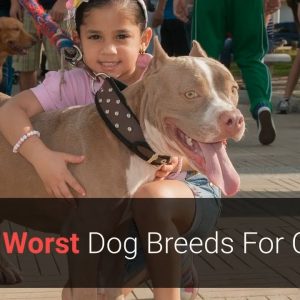 🐕 worst dogs top 10 worst dog breeds for children!