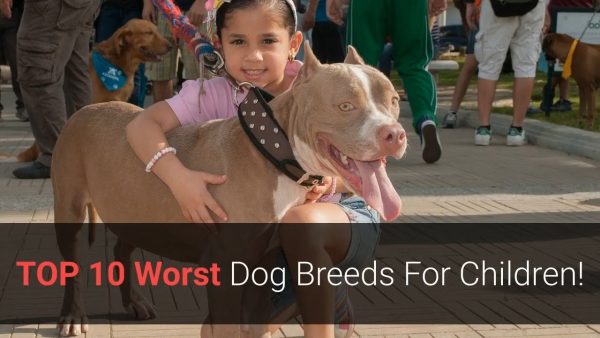 🐕 worst dogs top 10 worst dog breeds for children!