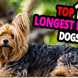 🐕 longest living dogs – top 10 dog breeds that live the longest!