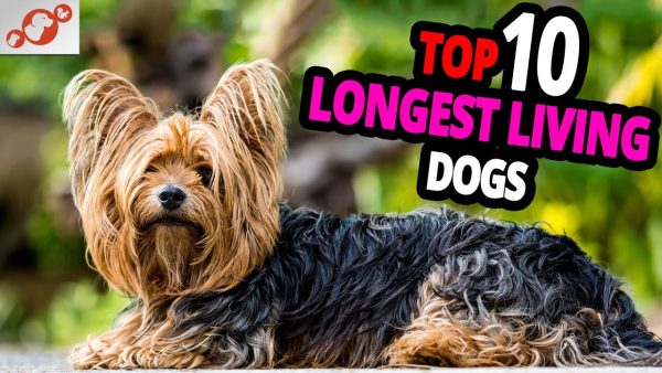 🐕 longest living dogs – top 10 dog breeds that live the longest!