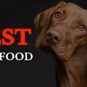 🏆best dog food 2019: dog food judge reveals ⭐97/100⭐