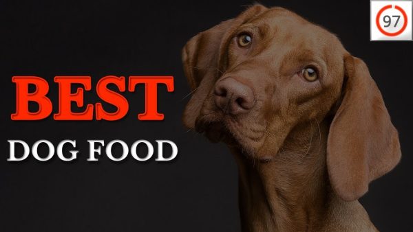 🏆best dog food 2019: dog food judge reveals ⭐97/100⭐