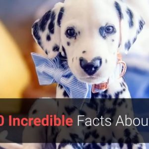 🐕 dog facts you didn't know top 10 incredible facts about dogs!