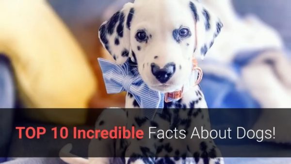 🐕 dog facts you didn't know top 10 incredible facts about dogs!