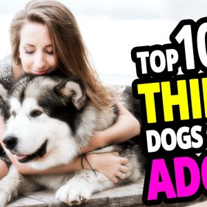 🐕 what do dogs adore? top 10 things dogs adore that people don't do!