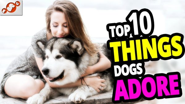 🐕 what do dogs adore? top 10 things dogs adore that people don't do!