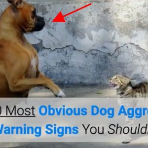 the 10 most obvious dog aggression signs | warning signs you shouldn't ignore