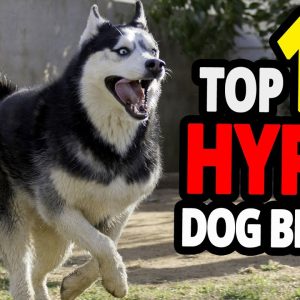 🐕 hyper dogs – top 10 most hyper dog breeds in the world!