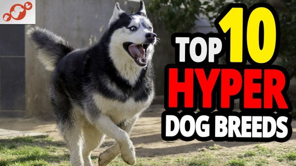 🐕 hyper dogs – top 10 most hyper dog breeds in the world!