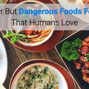 what human foods are dangerous for dogs to eat? top 5 list