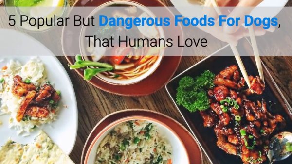 what human foods are dangerous for dogs to eat? top 5 list