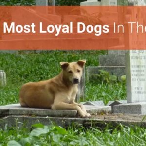 🐕 list of top 10 most loyal dog breeds in the world!