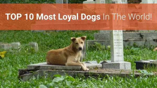 🐕 list of top 10 most loyal dog breeds in the world!