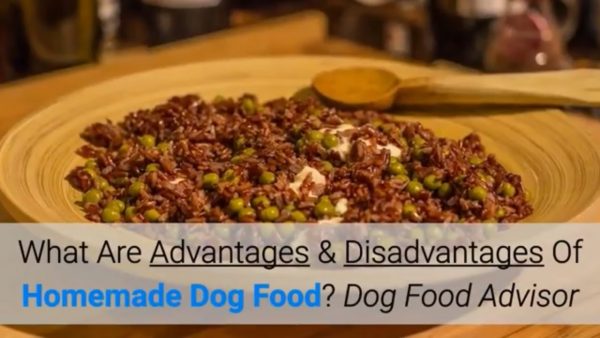 what are advantages & disadvantages of homemade dog food? dog food advisor