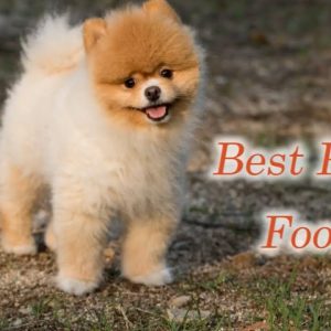 best dog foods puppies will adore 🐶 delicious & healthy food for puppy