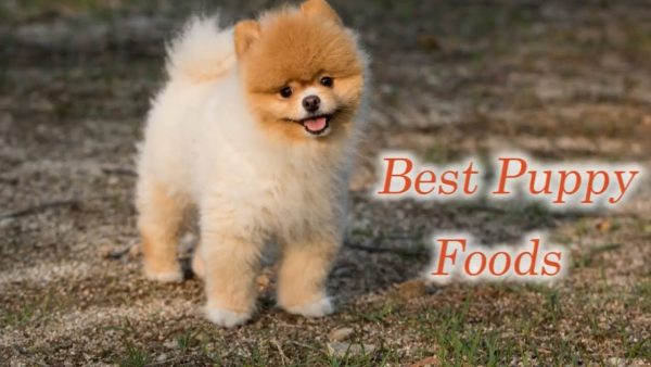 best dog foods puppies will adore 🐶 delicious & healthy food for puppy