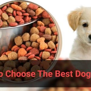 ✅ how to choose the best dog food? (dog food judge explained)