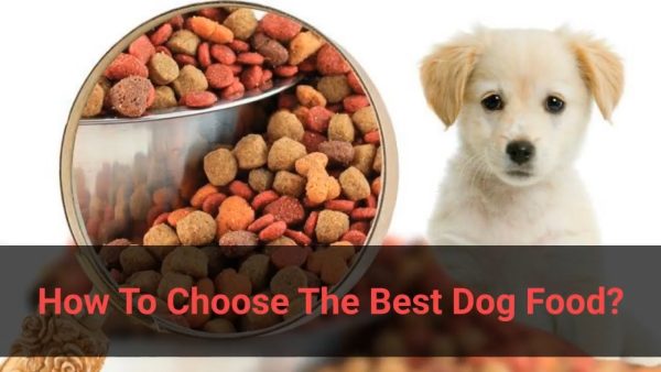 ✅ how to choose the best dog food? (dog food judge explained)