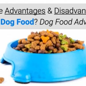 what are advantages & disadvantages of dry dog food? dog food advisor