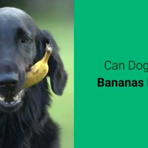 can dogs eat bananas peels? 🍌