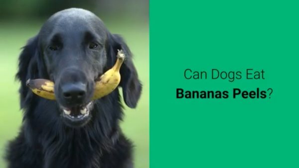 can dogs eat bananas peels? 🍌