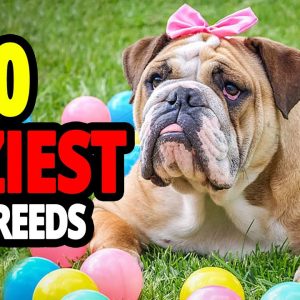 🐕 lazy dogs top 10 laziest dog breeds in the world!