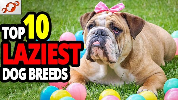 🐕 lazy dogs top 10 laziest dog breeds in the world!