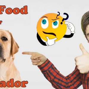 best dog food for 💚labradors💚 revealed by dog food judge