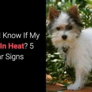 how do i know if my dog is in heat? 5 clear signs