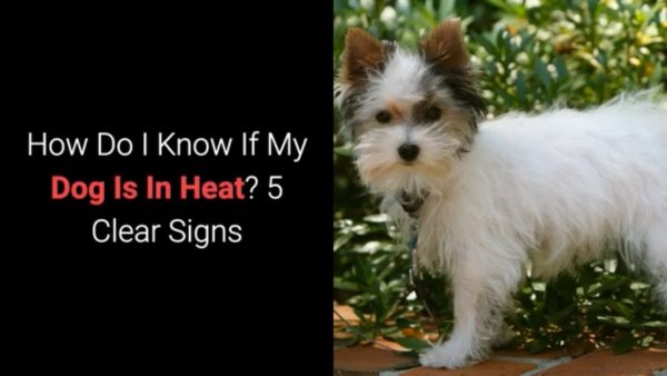 how do i know if my dog is in heat? 5 clear signs