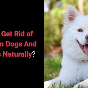 how to get rid of worms in dogs and puppies naturally?