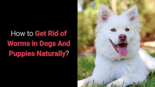 how to get rid of worms in dogs and puppies naturally?