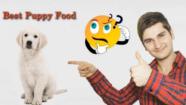 best dog food for puppies recommended by dog food judge 🐶