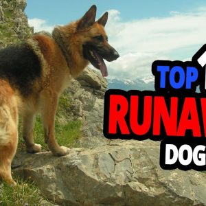 🐕 runaway dogs top 10 dog breeds most likely to run away!