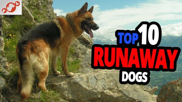 🐕 runaway dogs top 10 dog breeds most likely to run away!