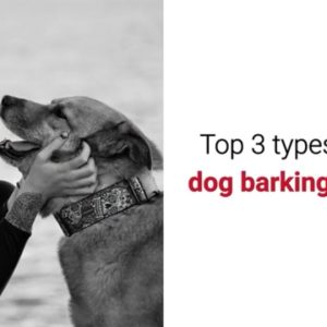 here are 3 most effective anti dog barking devices