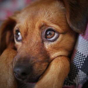 🐕 how dogs tell us they're nearing the end? top 10 heartbreaking signs your dog is nearing the end!