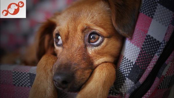 🐕 how dogs tell us they're nearing the end? top 10 heartbreaking signs your dog is nearing the end!