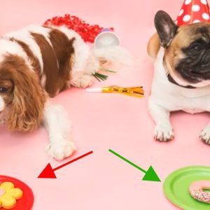 6 tips for choosing the right dog food by dog food judge mirko nuli