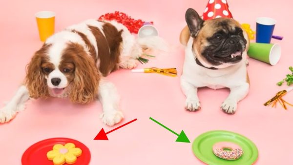 6 tips for choosing the right dog food by dog food judge mirko nuli