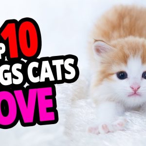 🐈 top 10 things cats love that people don't do! (new list)