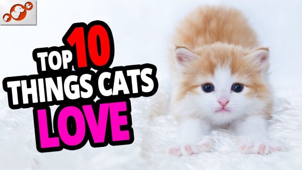 🐈 top 10 things cats love that people don't do! (new list)