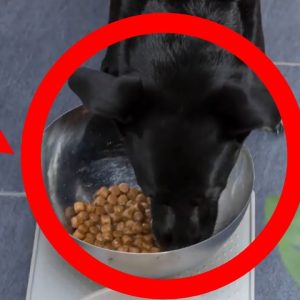 ✅ check labrador food guide for choosing healthy & delicious meal 🐶